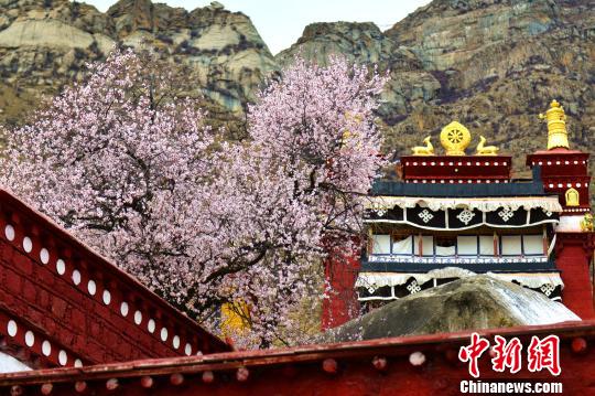 西藏拉萨市娘热乡帕崩岗寺桃花。　江飞波　摄