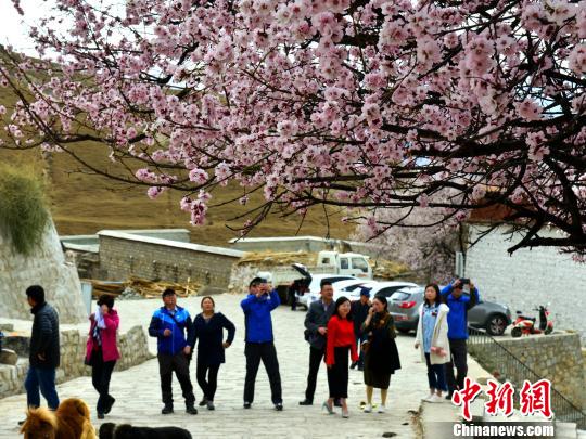 4月中旬，拉萨帕崩岗寺桃花盛放，引来诸多游客。　江飞波 摄