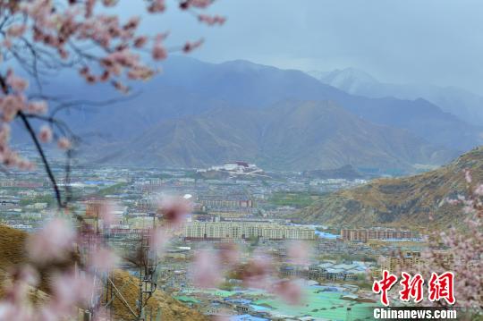 在帕崩岗寺俯瞰拉萨，看到的是一幅桃花、布达拉宫、雪山的美丽景象。　江飞波 摄