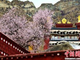 西藏拉萨市娘热乡帕崩岗寺桃花。　江飞波　摄