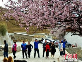 4月中旬，拉萨帕崩岗寺桃花盛放，引来诸多游客。　江飞波 摄