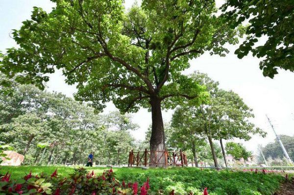游客从兰考焦裕禄干部学院门口的“焦桐”下走过(2017年8月9日摄)。这棵泡桐是焦裕禄当年亲手种下，被人们称为“焦桐”。