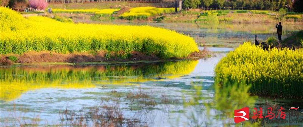 吹面不寒杨柳风。连日来，无论是在驻马店市内的开源湖公园、练江河沿岸，嵖岈山下的郁金香园，还是在美丽的泌阳县古梨园，处处都春意盎然，一树树的鲜花次第绽放，美不胜收。
随着天气逐渐转暖，市区的玉兰花、迎春花、桃花、红叶李，山野的油菜花、梨花、杏花、桃花都“你不让我，我不让你，都开满了花赶趟儿。红的像火，粉的像霞，白的像雪。”在春日阳光下分外妖娆，把大地妆点得五彩缤纷、绚烂多姿。漫步市区，随处都能感受到春的气息，赏心悦目、清香阵阵、沁人心脾。（记者 王晓晶 供图：村夫 岁月悠悠）