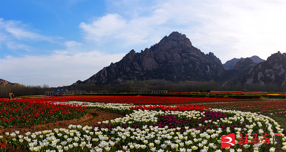吹面不寒杨柳风。连日来，无论是在驻马店市内的开源湖公园、练江河沿岸，嵖岈山下的郁金香园，还是在美丽的泌阳县古梨园，处处都春意盎然，一树树的鲜花次第绽放，美不胜收。
随着天气逐渐转暖，市区的玉兰花、迎春花、桃花、红叶李，山野的油菜花、梨花、杏花、桃花都“你不让我，我不让你，都开满了花赶趟儿。红的像火，粉的像霞，白的像雪。”在春日阳光下分外妖娆，把大地妆点得五彩缤纷、绚烂多姿。漫步市区，随处都能感受到春的气息，赏心悦目、清香阵阵、沁人心脾。（记者 王晓晶 供图：村夫 岁月悠悠）
