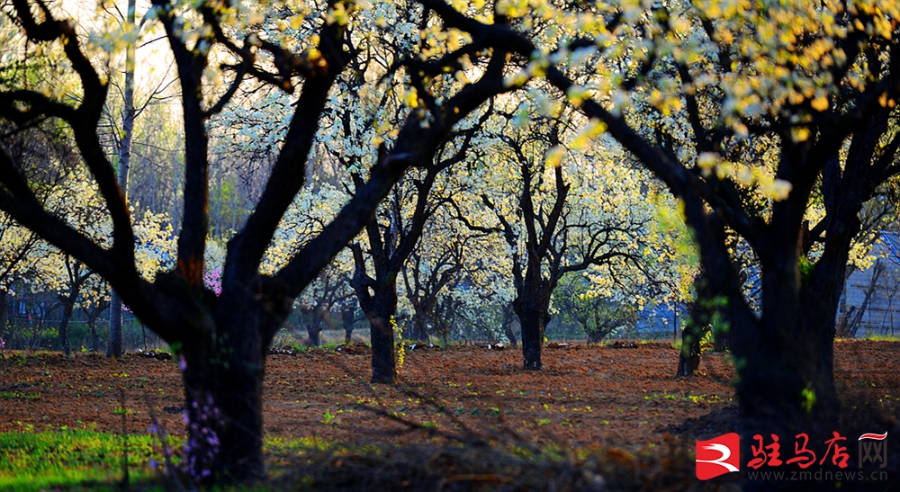 吹面不寒杨柳风。连日来，无论是在驻马店市内的开源湖公园、练江河沿岸，嵖岈山下的郁金香园，还是在美丽的泌阳县古梨园，处处都春意盎然，一树树的鲜花次第绽放，美不胜收。
随着天气逐渐转暖，市区的玉兰花、迎春花、桃花、红叶李，山野的油菜花、梨花、杏花、桃花都“你不让我，我不让你，都开满了花赶趟儿。红的像火，粉的像霞，白的像雪。”在春日阳光下分外妖娆，把大地妆点得五彩缤纷、绚烂多姿。漫步市区，随处都能感受到春的气息，赏心悦目、清香阵阵、沁人心脾。（记者 王晓晶 供图：村夫 岁月悠悠）