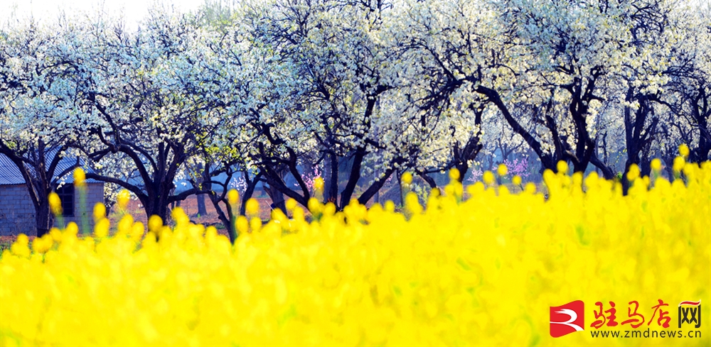 吹面不寒杨柳风。连日来，无论是在驻马店市内的开源湖公园、练江河沿岸，嵖岈山下的郁金香园，还是在美丽的泌阳县古梨园，处处都春意盎然，一树树的鲜花次第绽放，美不胜收。
随着天气逐渐转暖，市区的玉兰花、迎春花、桃花、红叶李，山野的油菜花、梨花、杏花、桃花都“你不让我，我不让你，都开满了花赶趟儿。红的像火，粉的像霞，白的像雪。”在春日阳光下分外妖娆，把大地妆点得五彩缤纷、绚烂多姿。漫步市区，随处都能感受到春的气息，赏心悦目、清香阵阵、沁人心脾。（记者 王晓晶 供图：村夫 岁月悠悠）