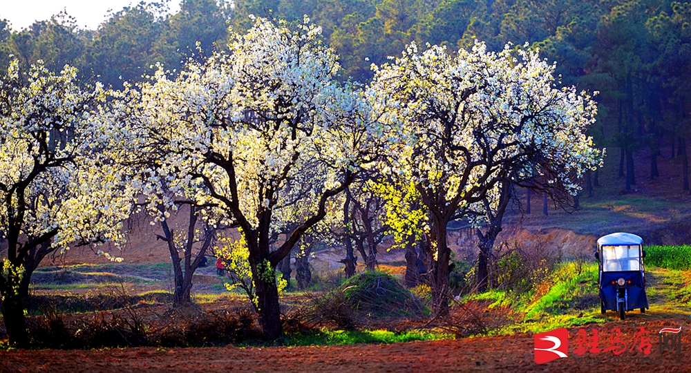 吹面不寒杨柳风。连日来，无论是在驻马店市内的开源湖公园、练江河沿岸，嵖岈山下的郁金香园，还是在美丽的泌阳县古梨园，处处都春意盎然，一树树的鲜花次第绽放，美不胜收。
随着天气逐渐转暖，市区的玉兰花、迎春花、桃花、红叶李，山野的油菜花、梨花、杏花、桃花都“你不让我，我不让你，都开满了花赶趟儿。红的像火，粉的像霞，白的像雪。”在春日阳光下分外妖娆，把大地妆点得五彩缤纷、绚烂多姿。漫步市区，随处都能感受到春的气息，赏心悦目、清香阵阵、沁人心脾。（记者 王晓晶 供图：村夫 岁月悠悠）