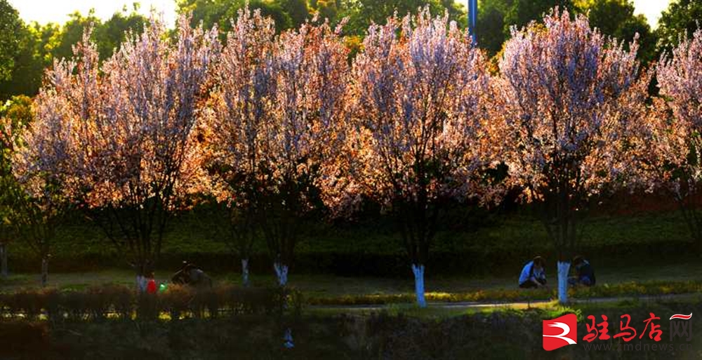 吹面不寒杨柳风。连日来，无论是在驻马店市内的开源湖公园、练江河沿岸，嵖岈山下的郁金香园，还是在美丽的泌阳县古梨园，处处都春意盎然，一树树的鲜花次第绽放，美不胜收。
随着天气逐渐转暖，市区的玉兰花、迎春花、桃花、红叶李，山野的油菜花、梨花、杏花、桃花都“你不让我，我不让你，都开满了花赶趟儿。红的像火，粉的像霞，白的像雪。”在春日阳光下分外妖娆，把大地妆点得五彩缤纷、绚烂多姿。漫步市区，随处都能感受到春的气息，赏心悦目、清香阵阵、沁人心脾。（记者 王晓晶 供图：村夫 岁月悠悠）