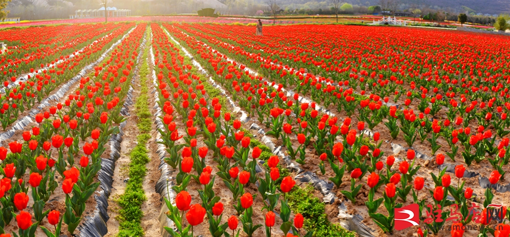 吹面不寒杨柳风。连日来，无论是在驻马店市内的开源湖公园、练江河沿岸，嵖岈山下的郁金香园，还是在美丽的泌阳县古梨园，处处都春意盎然，一树树的鲜花次第绽放，美不胜收。
随着天气逐渐转暖，市区的玉兰花、迎春花、桃花、红叶李，山野的油菜花、梨花、杏花、桃花都“你不让我，我不让你，都开满了花赶趟儿。红的像火，粉的像霞，白的像雪。”在春日阳光下分外妖娆，把大地妆点得五彩缤纷、绚烂多姿。漫步市区，随处都能感受到春的气息，赏心悦目、清香阵阵、沁人心脾。（记者 王晓晶 供图：村夫 岁月悠悠）