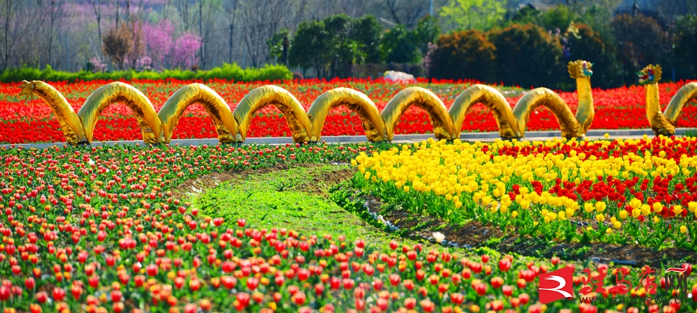 吹面不寒杨柳风。连日来，无论是在驻马店市内的开源湖公园、练江河沿岸，嵖岈山下的郁金香园，还是在美丽的泌阳县古梨园，处处都春意盎然，一树树的鲜花次第绽放，美不胜收。
随着天气逐渐转暖，市区的玉兰花、迎春花、桃花、红叶李，山野的油菜花、梨花、杏花、桃花都“你不让我，我不让你，都开满了花赶趟儿。红的像火，粉的像霞，白的像雪。”在春日阳光下分外妖娆，把大地妆点得五彩缤纷、绚烂多姿。漫步市区，随处都能感受到春的气息，赏心悦目、清香阵阵、沁人心脾。（记者 王晓晶 供图：村夫 岁月悠悠）