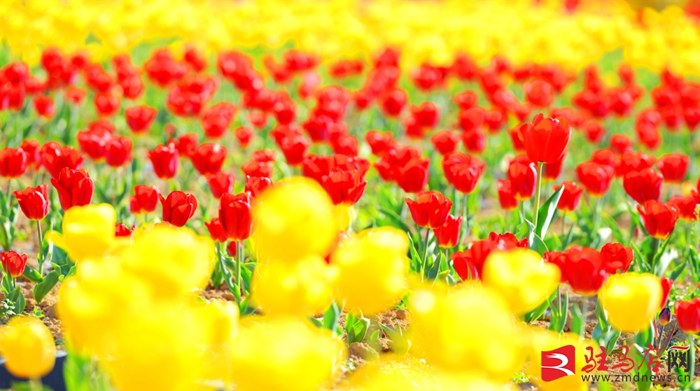 吹面不寒杨柳风。连日来，无论是在驻马店市内的开源湖公园、练江河沿岸，嵖岈山下的郁金香园，还是在美丽的泌阳县古梨园，处处都春意盎然，一树树的鲜花次第绽放，美不胜收。
随着天气逐渐转暖，市区的玉兰花、迎春花、桃花、红叶李，山野的油菜花、梨花、杏花、桃花都“你不让我，我不让你，都开满了花赶趟儿。红的像火，粉的像霞，白的像雪。”在春日阳光下分外妖娆，把大地妆点得五彩缤纷、绚烂多姿。漫步市区，随处都能感受到春的气息，赏心悦目、清香阵阵、沁人心脾。（记者 王晓晶 供图：村夫 岁月悠悠）