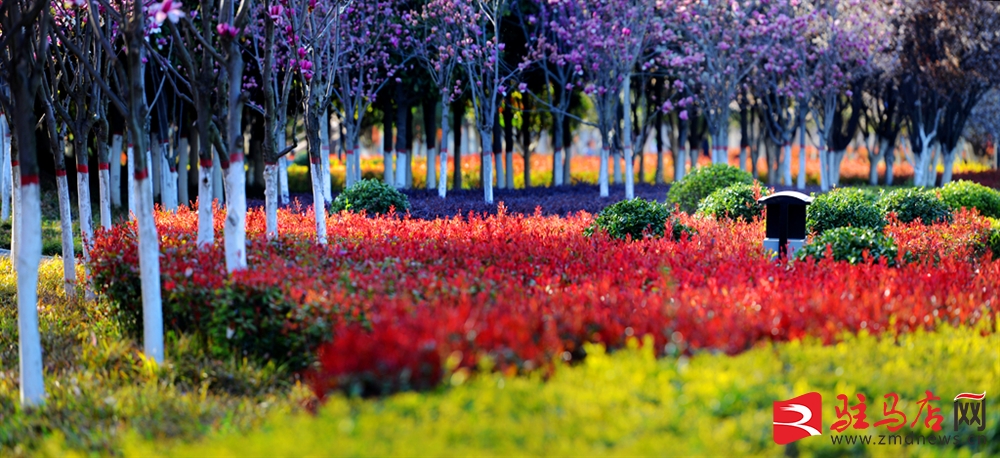 吹面不寒杨柳风。连日来，无论是在驻马店市内的开源湖公园、练江河沿岸，嵖岈山下的郁金香园，还是在美丽的泌阳县古梨园，处处都春意盎然，一树树的鲜花次第绽放，美不胜收。
随着天气逐渐转暖，市区的玉兰花、迎春花、桃花、红叶李，山野的油菜花、梨花、杏花、桃花都“你不让我，我不让你，都开满了花赶趟儿。红的像火，粉的像霞，白的像雪。”在春日阳光下分外妖娆，把大地妆点得五彩缤纷、绚烂多姿。漫步市区，随处都能感受到春的气息，赏心悦目、清香阵阵、沁人心脾。（记者 王晓晶 供图：村夫 岁月悠悠）