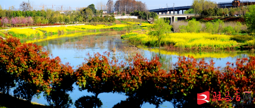 吹面不寒杨柳风。连日来，无论是在驻马店市内的开源湖公园、练江河沿岸，嵖岈山下的郁金香园，还是在美丽的泌阳县古梨园，处处都春意盎然，一树树的鲜花次第绽放，美不胜收。
随着天气逐渐转暖，市区的玉兰花、迎春花、桃花、红叶李，山野的油菜花、梨花、杏花、桃花都“你不让我，我不让你，都开满了花赶趟儿。红的像火，粉的像霞，白的像雪。”在春日阳光下分外妖娆，把大地妆点得五彩缤纷、绚烂多姿。漫步市区，随处都能感受到春的气息，赏心悦目、清香阵阵、沁人心脾。（记者 王晓晶 供图：村夫 岁月悠悠）