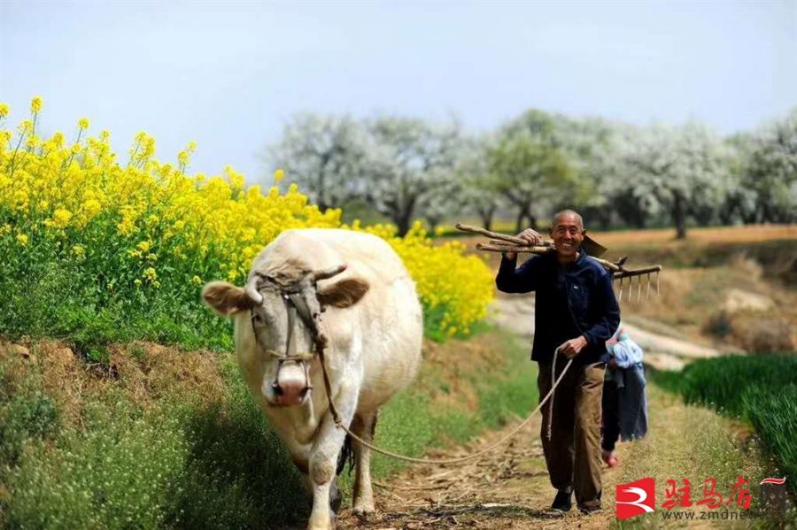 吹面不寒杨柳风。连日来，无论是在驻马店市内的开源湖公园、练江河沿岸，嵖岈山下的郁金香园，还是在美丽的泌阳县古梨园，处处都春意盎然，一树树的鲜花次第绽放，美不胜收。
随着天气逐渐转暖，市区的玉兰花、迎春花、桃花、红叶李，山野的油菜花、梨花、杏花、桃花都“你不让我，我不让你，都开满了花赶趟儿。红的像火，粉的像霞，白的像雪。”在春日阳光下分外妖娆，把大地妆点得五彩缤纷、绚烂多姿。漫步市区，随处都能感受到春的气息，赏心悦目、清香阵阵、沁人心脾。（记者 王晓晶 供图：村夫 岁月悠悠）