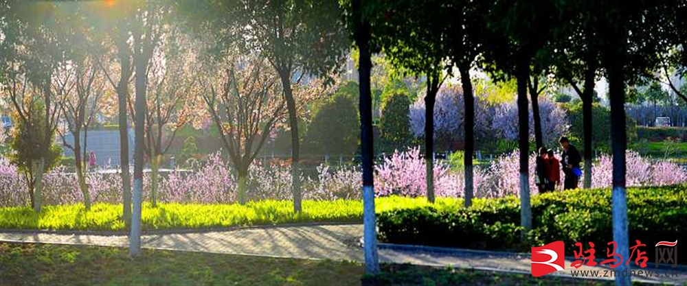 吹面不寒杨柳风。连日来，无论是在驻马店市内的开源湖公园、练江河沿岸，嵖岈山下的郁金香园，还是在美丽的泌阳县古梨园，处处都春意盎然，一树树的鲜花次第绽放，美不胜收。
随着天气逐渐转暖，市区的玉兰花、迎春花、桃花、红叶李，山野的油菜花、梨花、杏花、桃花都“你不让我，我不让你，都开满了花赶趟儿。红的像火，粉的像霞，白的像雪。”在春日阳光下分外妖娆，把大地妆点得五彩缤纷、绚烂多姿。漫步市区，随处都能感受到春的气息，赏心悦目、清香阵阵、沁人心脾。（记者 王晓晶 供图：村夫 岁月悠悠）