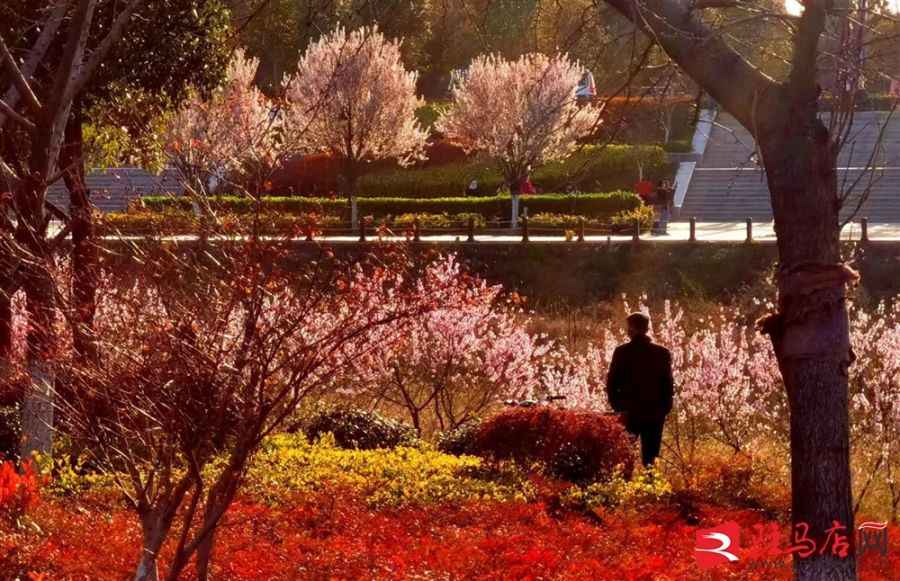 吹面不寒杨柳风。连日来，无论是在驻马店市内的开源湖公园、练江河沿岸，嵖岈山下的郁金香园，还是在美丽的泌阳县古梨园，处处都春意盎然，一树树的鲜花次第绽放，美不胜收。
随着天气逐渐转暖，市区的玉兰花、迎春花、桃花、红叶李，山野的油菜花、梨花、杏花、桃花都“你不让我，我不让你，都开满了花赶趟儿。红的像火，粉的像霞，白的像雪。”在春日阳光下分外妖娆，把大地妆点得五彩缤纷、绚烂多姿。漫步市区，随处都能感受到春的气息，赏心悦目、清香阵阵、沁人心脾。（记者 王晓晶 供图：村夫 岁月悠悠）