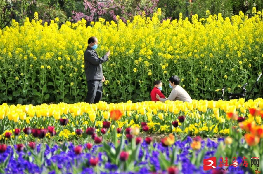 吹面不寒杨柳风。连日来，无论是在驻马店市内的开源湖公园、练江河沿岸，嵖岈山下的郁金香园，还是在美丽的泌阳县古梨园，处处都春意盎然，一树树的鲜花次第绽放，美不胜收。
随着天气逐渐转暖，市区的玉兰花、迎春花、桃花、红叶李，山野的油菜花、梨花、杏花、桃花都“你不让我，我不让你，都开满了花赶趟儿。红的像火，粉的像霞，白的像雪。”在春日阳光下分外妖娆，把大地妆点得五彩缤纷、绚烂多姿。漫步市区，随处都能感受到春的气息，赏心悦目、清香阵阵、沁人心脾。（记者 王晓晶 供图：村夫 岁月悠悠）