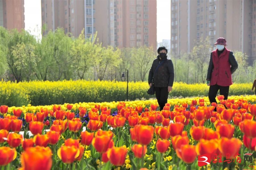 吹面不寒杨柳风。连日来，无论是在驻马店市内的开源湖公园、练江河沿岸，嵖岈山下的郁金香园，还是在美丽的泌阳县古梨园，处处都春意盎然，一树树的鲜花次第绽放，美不胜收。
随着天气逐渐转暖，市区的玉兰花、迎春花、桃花、红叶李，山野的油菜花、梨花、杏花、桃花都“你不让我，我不让你，都开满了花赶趟儿。红的像火，粉的像霞，白的像雪。”在春日阳光下分外妖娆，把大地妆点得五彩缤纷、绚烂多姿。漫步市区，随处都能感受到春的气息，赏心悦目、清香阵阵、沁人心脾。（记者 王晓晶 供图：村夫 岁月悠悠）