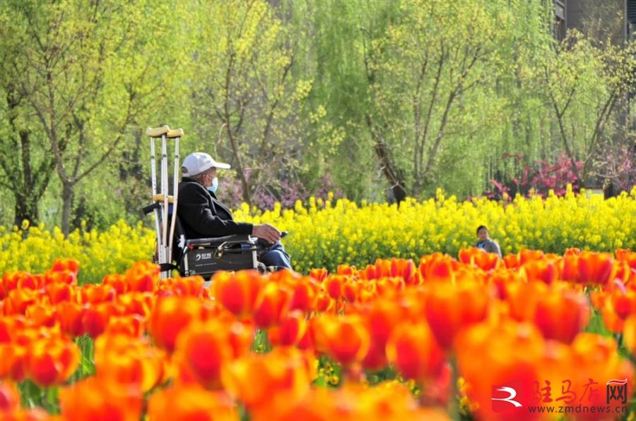 吹面不寒杨柳风。连日来，无论是在驻马店市内的开源湖公园、练江河沿岸，嵖岈山下的郁金香园，还是在美丽的泌阳县古梨园，处处都春意盎然，一树树的鲜花次第绽放，美不胜收。
随着天气逐渐转暖，市区的玉兰花、迎春花、桃花、红叶李，山野的油菜花、梨花、杏花、桃花都“你不让我，我不让你，都开满了花赶趟儿。红的像火，粉的像霞，白的像雪。”在春日阳光下分外妖娆，把大地妆点得五彩缤纷、绚烂多姿。漫步市区，随处都能感受到春的气息，赏心悦目、清香阵阵、沁人心脾。（记者 王晓晶 供图：村夫 岁月悠悠）