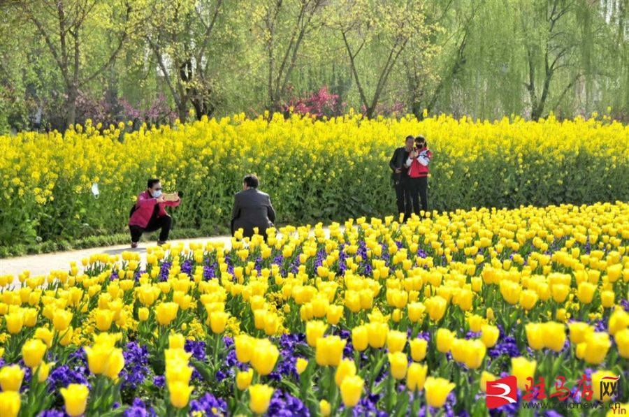 吹面不寒杨柳风。连日来，无论是在驻马店市内的开源湖公园、练江河沿岸，嵖岈山下的郁金香园，还是在美丽的泌阳县古梨园，处处都春意盎然，一树树的鲜花次第绽放，美不胜收。
随着天气逐渐转暖，市区的玉兰花、迎春花、桃花、红叶李，山野的油菜花、梨花、杏花、桃花都“你不让我，我不让你，都开满了花赶趟儿。红的像火，粉的像霞，白的像雪。”在春日阳光下分外妖娆，把大地妆点得五彩缤纷、绚烂多姿。漫步市区，随处都能感受到春的气息，赏心悦目、清香阵阵、沁人心脾。（记者 王晓晶 供图：村夫 岁月悠悠）