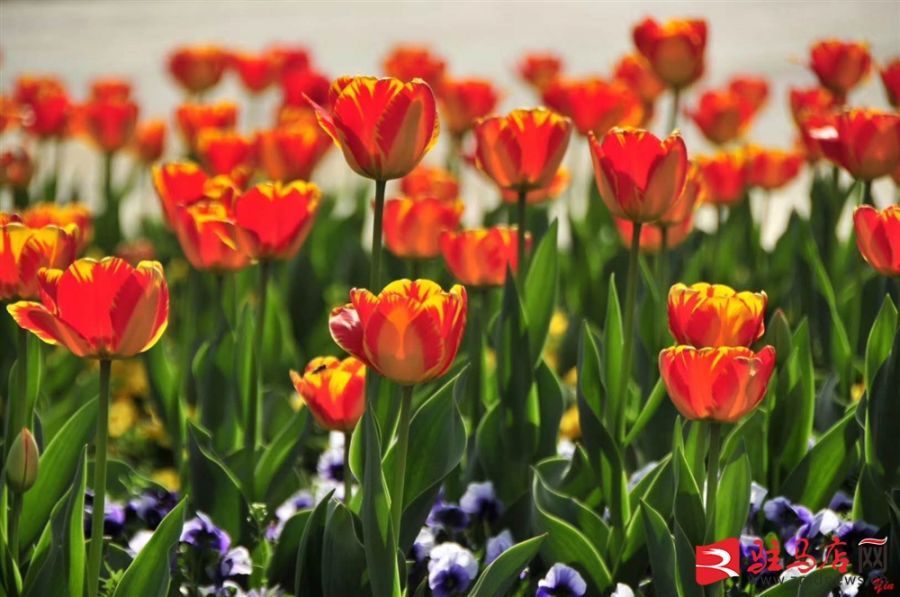 吹面不寒杨柳风。连日来，无论是在驻马店市内的开源湖公园、练江河沿岸，嵖岈山下的郁金香园，还是在美丽的泌阳县古梨园，处处都春意盎然，一树树的鲜花次第绽放，美不胜收。
随着天气逐渐转暖，市区的玉兰花、迎春花、桃花、红叶李，山野的油菜花、梨花、杏花、桃花都“你不让我，我不让你，都开满了花赶趟儿。红的像火，粉的像霞，白的像雪。”在春日阳光下分外妖娆，把大地妆点得五彩缤纷、绚烂多姿。漫步市区，随处都能感受到春的气息，赏心悦目、清香阵阵、沁人心脾。（记者 王晓晶 供图：村夫 岁月悠悠）