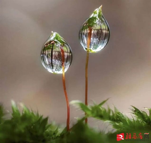 吹面不寒杨柳风。连日来，无论是在驻马店市内的开源湖公园、练江河沿岸，嵖岈山下的郁金香园，还是在美丽的泌阳县古梨园，处处都春意盎然，一树树的鲜花次第绽放，美不胜收。
随着天气逐渐转暖，市区的玉兰花、迎春花、桃花、红叶李，山野的油菜花、梨花、杏花、桃花都“你不让我，我不让你，都开满了花赶趟儿。红的像火，粉的像霞，白的像雪。”在春日阳光下分外妖娆，把大地妆点得五彩缤纷、绚烂多姿。漫步市区，随处都能感受到春的气息，赏心悦目、清香阵阵、沁人心脾。（记者 王晓晶 供图：村夫 岁月悠悠）