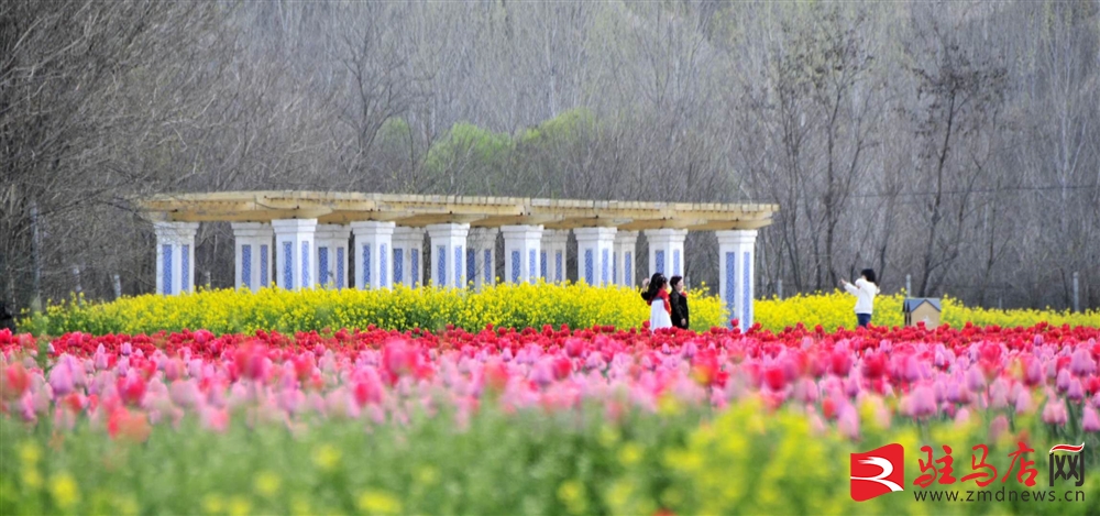吹面不寒杨柳风。连日来，无论是在驻马店市内的开源湖公园、练江河沿岸，嵖岈山下的郁金香园，还是在美丽的泌阳县古梨园，处处都春意盎然，一树树的鲜花次第绽放，美不胜收。
随着天气逐渐转暖，市区的玉兰花、迎春花、桃花、红叶李，山野的油菜花、梨花、杏花、桃花都“你不让我，我不让你，都开满了花赶趟儿。红的像火，粉的像霞，白的像雪。”在春日阳光下分外妖娆，把大地妆点得五彩缤纷、绚烂多姿。漫步市区，随处都能感受到春的气息，赏心悦目、清香阵阵、沁人心脾。（记者 王晓晶 供图：村夫 岁月悠悠）