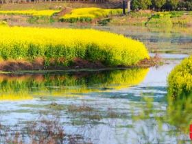 吹面不寒杨柳风。连日来，无论是在驻马店市内的开源湖公园、练江河沿岸，嵖岈山下的郁金香园，还是在美丽的泌阳县古梨园，处处都春意盎然，一树树的鲜花次第绽放，美不胜收。
随着天气逐渐转暖，市区的玉兰花、迎春花、桃花、红叶李，山野的油菜花、梨花、杏花、桃花都“你不让我，我不让你，都开满了花赶趟儿。红的像火，粉的像霞，白的像雪。”在春日阳光下分外妖娆，把大地妆点得五彩缤纷、绚烂多姿。漫步市区，随处都能感受到春的气息，赏心悦目、清香阵阵、沁人心脾。（记者 王晓晶 供图：村夫 岁月悠悠）
