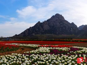 吹面不寒杨柳风。连日来，无论是在驻马店市内的开源湖公园、练江河沿岸，嵖岈山下的郁金香园，还是在美丽的泌阳县古梨园，处处都春意盎然，一树树的鲜花次第绽放，美不胜收。
随着天气逐渐转暖，市区的玉兰花、迎春花、桃花、红叶李，山野的油菜花、梨花、杏花、桃花都“你不让我，我不让你，都开满了花赶趟儿。红的像火，粉的像霞，白的像雪。”在春日阳光下分外妖娆，把大地妆点得五彩缤纷、绚烂多姿。漫步市区，随处都能感受到春的气息，赏心悦目、清香阵阵、沁人心脾。（记者 王晓晶 供图：村夫 岁月悠悠）
