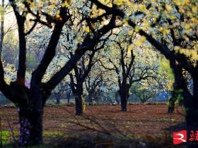 吹面不寒杨柳风。连日来，无论是在驻马店市内的开源湖公园、练江河沿岸，嵖岈山下的郁金香园，还是在美丽的泌阳县古梨园，处处都春意盎然，一树树的鲜花次第绽放，美不胜收。
随着天气逐渐转暖，市区的玉兰花、迎春花、桃花、红叶李，山野的油菜花、梨花、杏花、桃花都“你不让我，我不让你，都开满了花赶趟儿。红的像火，粉的像霞，白的像雪。”在春日阳光下分外妖娆，把大地妆点得五彩缤纷、绚烂多姿。漫步市区，随处都能感受到春的气息，赏心悦目、清香阵阵、沁人心脾。（记者 王晓晶 供图：村夫 岁月悠悠）
