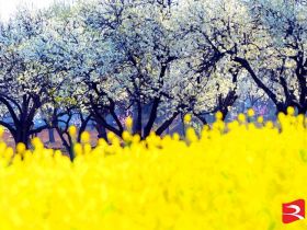 吹面不寒杨柳风。连日来，无论是在驻马店市内的开源湖公园、练江河沿岸，嵖岈山下的郁金香园，还是在美丽的泌阳县古梨园，处处都春意盎然，一树树的鲜花次第绽放，美不胜收。
随着天气逐渐转暖，市区的玉兰花、迎春花、桃花、红叶李，山野的油菜花、梨花、杏花、桃花都“你不让我，我不让你，都开满了花赶趟儿。红的像火，粉的像霞，白的像雪。”在春日阳光下分外妖娆，把大地妆点得五彩缤纷、绚烂多姿。漫步市区，随处都能感受到春的气息，赏心悦目、清香阵阵、沁人心脾。（记者 王晓晶 供图：村夫 岁月悠悠）