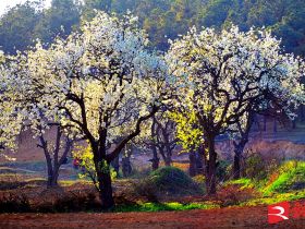 吹面不寒杨柳风。连日来，无论是在驻马店市内的开源湖公园、练江河沿岸，嵖岈山下的郁金香园，还是在美丽的泌阳县古梨园，处处都春意盎然，一树树的鲜花次第绽放，美不胜收。
随着天气逐渐转暖，市区的玉兰花、迎春花、桃花、红叶李，山野的油菜花、梨花、杏花、桃花都“你不让我，我不让你，都开满了花赶趟儿。红的像火，粉的像霞，白的像雪。”在春日阳光下分外妖娆，把大地妆点得五彩缤纷、绚烂多姿。漫步市区，随处都能感受到春的气息，赏心悦目、清香阵阵、沁人心脾。（记者 王晓晶 供图：村夫 岁月悠悠）