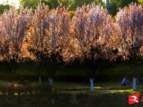 吹面不寒杨柳风。连日来，无论是在驻马店市内的开源湖公园、练江河沿岸，嵖岈山下的郁金香园，还是在美丽的泌阳县古梨园，处处都春意盎然，一树树的鲜花次第绽放，美不胜收。
随着天气逐渐转暖，市区的玉兰花、迎春花、桃花、红叶李，山野的油菜花、梨花、杏花、桃花都“你不让我，我不让你，都开满了花赶趟儿。红的像火，粉的像霞，白的像雪。”在春日阳光下分外妖娆，把大地妆点得五彩缤纷、绚烂多姿。漫步市区，随处都能感受到春的气息，赏心悦目、清香阵阵、沁人心脾。（记者 王晓晶 供图：村夫 岁月悠悠）
