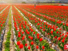 吹面不寒杨柳风。连日来，无论是在驻马店市内的开源湖公园、练江河沿岸，嵖岈山下的郁金香园，还是在美丽的泌阳县古梨园，处处都春意盎然，一树树的鲜花次第绽放，美不胜收。
随着天气逐渐转暖，市区的玉兰花、迎春花、桃花、红叶李，山野的油菜花、梨花、杏花、桃花都“你不让我，我不让你，都开满了花赶趟儿。红的像火，粉的像霞，白的像雪。”在春日阳光下分外妖娆，把大地妆点得五彩缤纷、绚烂多姿。漫步市区，随处都能感受到春的气息，赏心悦目、清香阵阵、沁人心脾。（记者 王晓晶 供图：村夫 岁月悠悠）