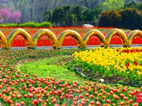 吹面不寒杨柳风。连日来，无论是在驻马店市内的开源湖公园、练江河沿岸，嵖岈山下的郁金香园，还是在美丽的泌阳县古梨园，处处都春意盎然，一树树的鲜花次第绽放，美不胜收。
随着天气逐渐转暖，市区的玉兰花、迎春花、桃花、红叶李，山野的油菜花、梨花、杏花、桃花都“你不让我，我不让你，都开满了花赶趟儿。红的像火，粉的像霞，白的像雪。”在春日阳光下分外妖娆，把大地妆点得五彩缤纷、绚烂多姿。漫步市区，随处都能感受到春的气息，赏心悦目、清香阵阵、沁人心脾。（记者 王晓晶 供图：村夫 岁月悠悠）