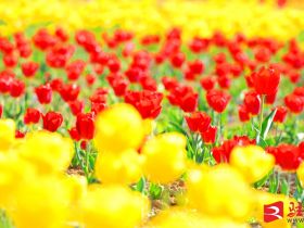 吹面不寒杨柳风。连日来，无论是在驻马店市内的开源湖公园、练江河沿岸，嵖岈山下的郁金香园，还是在美丽的泌阳县古梨园，处处都春意盎然，一树树的鲜花次第绽放，美不胜收。
随着天气逐渐转暖，市区的玉兰花、迎春花、桃花、红叶李，山野的油菜花、梨花、杏花、桃花都“你不让我，我不让你，都开满了花赶趟儿。红的像火，粉的像霞，白的像雪。”在春日阳光下分外妖娆，把大地妆点得五彩缤纷、绚烂多姿。漫步市区，随处都能感受到春的气息，赏心悦目、清香阵阵、沁人心脾。（记者 王晓晶 供图：村夫 岁月悠悠）