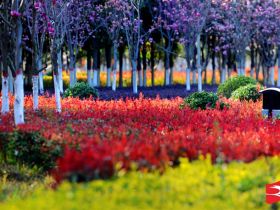 吹面不寒杨柳风。连日来，无论是在驻马店市内的开源湖公园、练江河沿岸，嵖岈山下的郁金香园，还是在美丽的泌阳县古梨园，处处都春意盎然，一树树的鲜花次第绽放，美不胜收。
随着天气逐渐转暖，市区的玉兰花、迎春花、桃花、红叶李，山野的油菜花、梨花、杏花、桃花都“你不让我，我不让你，都开满了花赶趟儿。红的像火，粉的像霞，白的像雪。”在春日阳光下分外妖娆，把大地妆点得五彩缤纷、绚烂多姿。漫步市区，随处都能感受到春的气息，赏心悦目、清香阵阵、沁人心脾。（记者 王晓晶 供图：村夫 岁月悠悠）
