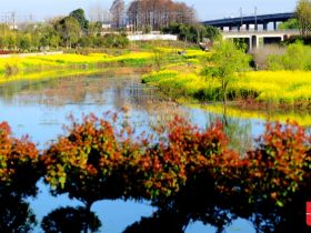 吹面不寒杨柳风。连日来，无论是在驻马店市内的开源湖公园、练江河沿岸，嵖岈山下的郁金香园，还是在美丽的泌阳县古梨园，处处都春意盎然，一树树的鲜花次第绽放，美不胜收。
随着天气逐渐转暖，市区的玉兰花、迎春花、桃花、红叶李，山野的油菜花、梨花、杏花、桃花都“你不让我，我不让你，都开满了花赶趟儿。红的像火，粉的像霞，白的像雪。”在春日阳光下分外妖娆，把大地妆点得五彩缤纷、绚烂多姿。漫步市区，随处都能感受到春的气息，赏心悦目、清香阵阵、沁人心脾。（记者 王晓晶 供图：村夫 岁月悠悠）