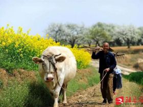 吹面不寒杨柳风。连日来，无论是在驻马店市内的开源湖公园、练江河沿岸，嵖岈山下的郁金香园，还是在美丽的泌阳县古梨园，处处都春意盎然，一树树的鲜花次第绽放，美不胜收。
随着天气逐渐转暖，市区的玉兰花、迎春花、桃花、红叶李，山野的油菜花、梨花、杏花、桃花都“你不让我，我不让你，都开满了花赶趟儿。红的像火，粉的像霞，白的像雪。”在春日阳光下分外妖娆，把大地妆点得五彩缤纷、绚烂多姿。漫步市区，随处都能感受到春的气息，赏心悦目、清香阵阵、沁人心脾。（记者 王晓晶 供图：村夫 岁月悠悠）