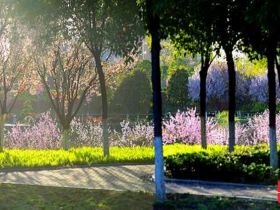 吹面不寒杨柳风。连日来，无论是在驻马店市内的开源湖公园、练江河沿岸，嵖岈山下的郁金香园，还是在美丽的泌阳县古梨园，处处都春意盎然，一树树的鲜花次第绽放，美不胜收。
随着天气逐渐转暖，市区的玉兰花、迎春花、桃花、红叶李，山野的油菜花、梨花、杏花、桃花都“你不让我，我不让你，都开满了花赶趟儿。红的像火，粉的像霞，白的像雪。”在春日阳光下分外妖娆，把大地妆点得五彩缤纷、绚烂多姿。漫步市区，随处都能感受到春的气息，赏心悦目、清香阵阵、沁人心脾。（记者 王晓晶 供图：村夫 岁月悠悠）