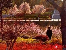 吹面不寒杨柳风。连日来，无论是在驻马店市内的开源湖公园、练江河沿岸，嵖岈山下的郁金香园，还是在美丽的泌阳县古梨园，处处都春意盎然，一树树的鲜花次第绽放，美不胜收。
随着天气逐渐转暖，市区的玉兰花、迎春花、桃花、红叶李，山野的油菜花、梨花、杏花、桃花都“你不让我，我不让你，都开满了花赶趟儿。红的像火，粉的像霞，白的像雪。”在春日阳光下分外妖娆，把大地妆点得五彩缤纷、绚烂多姿。漫步市区，随处都能感受到春的气息，赏心悦目、清香阵阵、沁人心脾。（记者 王晓晶 供图：村夫 岁月悠悠）