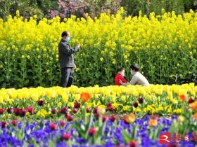 吹面不寒杨柳风。连日来，无论是在驻马店市内的开源湖公园、练江河沿岸，嵖岈山下的郁金香园，还是在美丽的泌阳县古梨园，处处都春意盎然，一树树的鲜花次第绽放，美不胜收。
随着天气逐渐转暖，市区的玉兰花、迎春花、桃花、红叶李，山野的油菜花、梨花、杏花、桃花都“你不让我，我不让你，都开满了花赶趟儿。红的像火，粉的像霞，白的像雪。”在春日阳光下分外妖娆，把大地妆点得五彩缤纷、绚烂多姿。漫步市区，随处都能感受到春的气息，赏心悦目、清香阵阵、沁人心脾。（记者 王晓晶 供图：村夫 岁月悠悠）