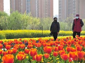 吹面不寒杨柳风。连日来，无论是在驻马店市内的开源湖公园、练江河沿岸，嵖岈山下的郁金香园，还是在美丽的泌阳县古梨园，处处都春意盎然，一树树的鲜花次第绽放，美不胜收。
随着天气逐渐转暖，市区的玉兰花、迎春花、桃花、红叶李，山野的油菜花、梨花、杏花、桃花都“你不让我，我不让你，都开满了花赶趟儿。红的像火，粉的像霞，白的像雪。”在春日阳光下分外妖娆，把大地妆点得五彩缤纷、绚烂多姿。漫步市区，随处都能感受到春的气息，赏心悦目、清香阵阵、沁人心脾。（记者 王晓晶 供图：村夫 岁月悠悠）