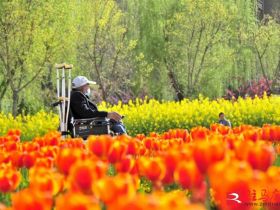 吹面不寒杨柳风。连日来，无论是在驻马店市内的开源湖公园、练江河沿岸，嵖岈山下的郁金香园，还是在美丽的泌阳县古梨园，处处都春意盎然，一树树的鲜花次第绽放，美不胜收。
随着天气逐渐转暖，市区的玉兰花、迎春花、桃花、红叶李，山野的油菜花、梨花、杏花、桃花都“你不让我，我不让你，都开满了花赶趟儿。红的像火，粉的像霞，白的像雪。”在春日阳光下分外妖娆，把大地妆点得五彩缤纷、绚烂多姿。漫步市区，随处都能感受到春的气息，赏心悦目、清香阵阵、沁人心脾。（记者 王晓晶 供图：村夫 岁月悠悠）