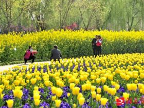 吹面不寒杨柳风。连日来，无论是在驻马店市内的开源湖公园、练江河沿岸，嵖岈山下的郁金香园，还是在美丽的泌阳县古梨园，处处都春意盎然，一树树的鲜花次第绽放，美不胜收。
随着天气逐渐转暖，市区的玉兰花、迎春花、桃花、红叶李，山野的油菜花、梨花、杏花、桃花都“你不让我，我不让你，都开满了花赶趟儿。红的像火，粉的像霞，白的像雪。”在春日阳光下分外妖娆，把大地妆点得五彩缤纷、绚烂多姿。漫步市区，随处都能感受到春的气息，赏心悦目、清香阵阵、沁人心脾。（记者 王晓晶 供图：村夫 岁月悠悠）
