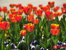 吹面不寒杨柳风。连日来，无论是在驻马店市内的开源湖公园、练江河沿岸，嵖岈山下的郁金香园，还是在美丽的泌阳县古梨园，处处都春意盎然，一树树的鲜花次第绽放，美不胜收。
随着天气逐渐转暖，市区的玉兰花、迎春花、桃花、红叶李，山野的油菜花、梨花、杏花、桃花都“你不让我，我不让你，都开满了花赶趟儿。红的像火，粉的像霞，白的像雪。”在春日阳光下分外妖娆，把大地妆点得五彩缤纷、绚烂多姿。漫步市区，随处都能感受到春的气息，赏心悦目、清香阵阵、沁人心脾。（记者 王晓晶 供图：村夫 岁月悠悠）