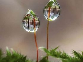 吹面不寒杨柳风。连日来，无论是在驻马店市内的开源湖公园、练江河沿岸，嵖岈山下的郁金香园，还是在美丽的泌阳县古梨园，处处都春意盎然，一树树的鲜花次第绽放，美不胜收。
随着天气逐渐转暖，市区的玉兰花、迎春花、桃花、红叶李，山野的油菜花、梨花、杏花、桃花都“你不让我，我不让你，都开满了花赶趟儿。红的像火，粉的像霞，白的像雪。”在春日阳光下分外妖娆，把大地妆点得五彩缤纷、绚烂多姿。漫步市区，随处都能感受到春的气息，赏心悦目、清香阵阵、沁人心脾。（记者 王晓晶 供图：村夫 岁月悠悠）