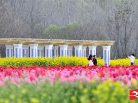 吹面不寒杨柳风。连日来，无论是在驻马店市内的开源湖公园、练江河沿岸，嵖岈山下的郁金香园，还是在美丽的泌阳县古梨园，处处都春意盎然，一树树的鲜花次第绽放，美不胜收。
随着天气逐渐转暖，市区的玉兰花、迎春花、桃花、红叶李，山野的油菜花、梨花、杏花、桃花都“你不让我，我不让你，都开满了花赶趟儿。红的像火，粉的像霞，白的像雪。”在春日阳光下分外妖娆，把大地妆点得五彩缤纷、绚烂多姿。漫步市区，随处都能感受到春的气息，赏心悦目、清香阵阵、沁人心脾。（记者 王晓晶 供图：村夫 岁月悠悠）