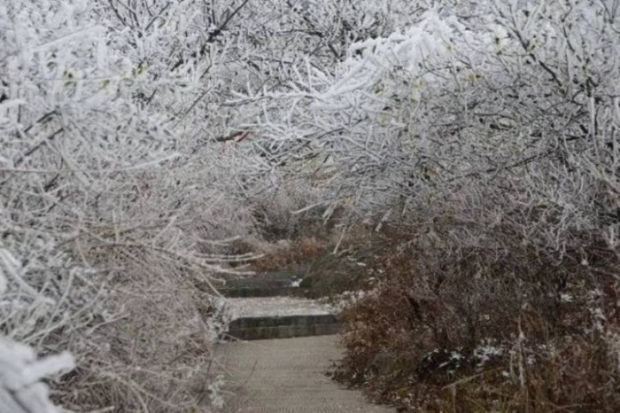       近日，气温下降，美丽的白云山景区呈现出奇特的雾凇景观。玉树琼枝美若仙境，让人流连忘返。放眼望去，道路两旁树木银装素裹，柳树结“银花”，松树绽“白菊”，雾凇千姿百态，如诗如画，玉树琼花，恍若仙境。 （记者 高琳琳）