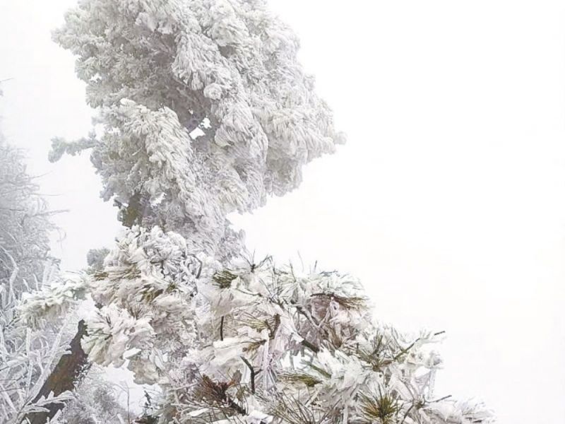       近日，气温下降，美丽的白云山景区呈现出奇特的雾凇景观。玉树琼枝美若仙境，让人流连忘返。放眼望去，道路两旁树木银装素裹，柳树结“银花”，松树绽“白菊”，雾凇千姿百态，如诗如画，玉树琼花，恍若仙境。 （记者 高琳琳）
